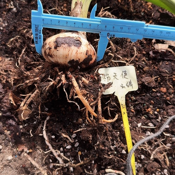 粉天使朱顶红一棵7+