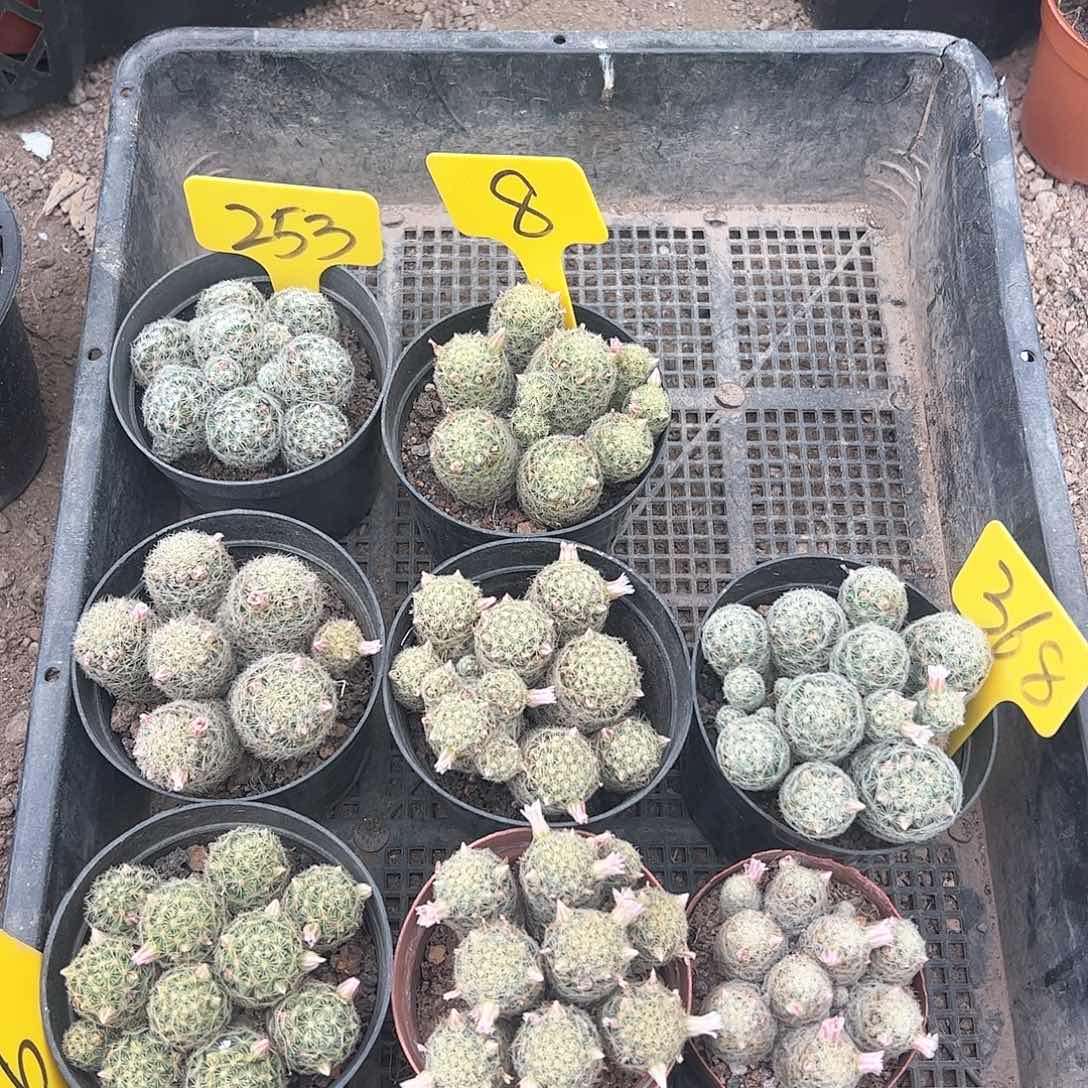 吉赛尔8棵，脱土偏远不包邮