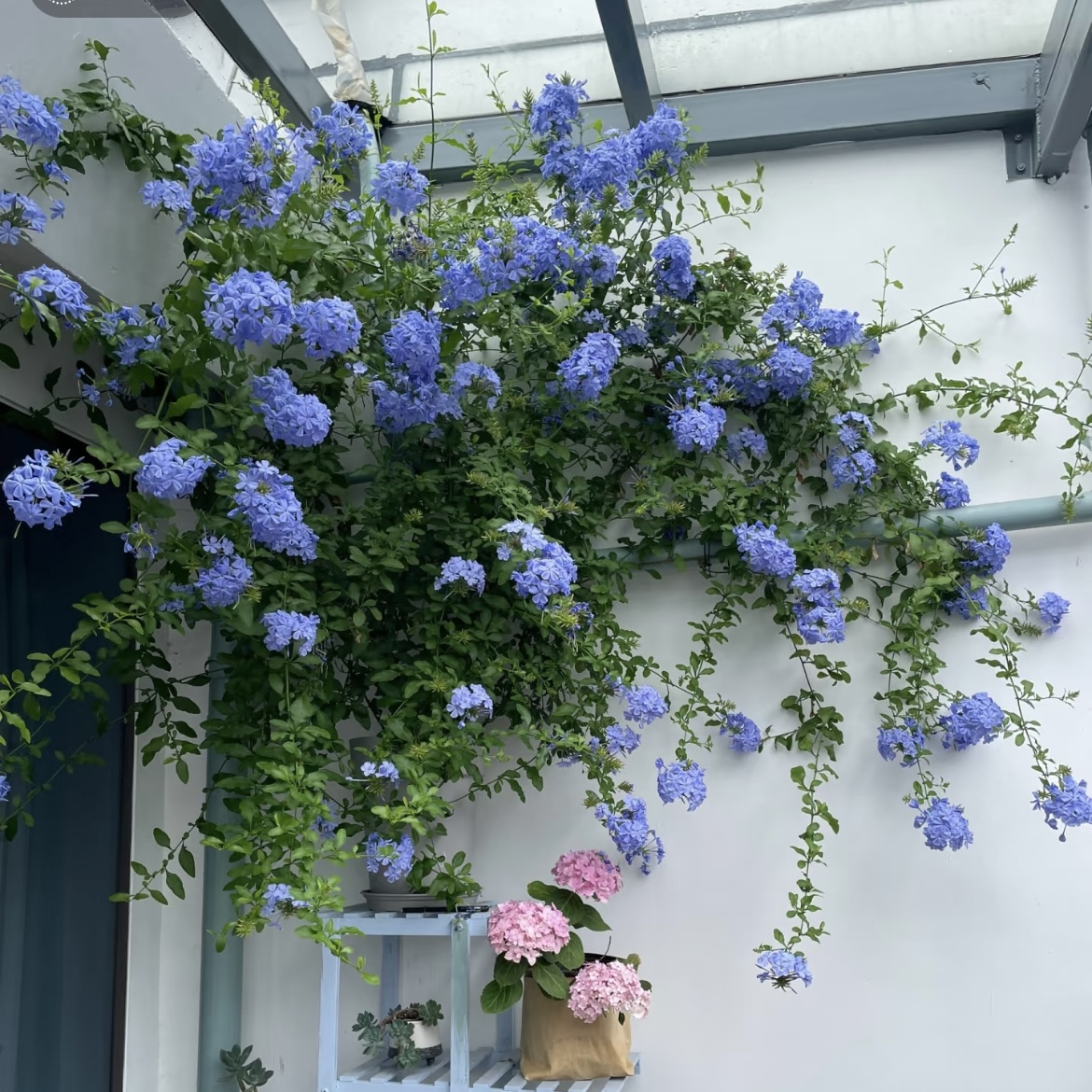 （蓝雪花老桩苗）耐热耐寒四季开花盆栽好养易活观花植物