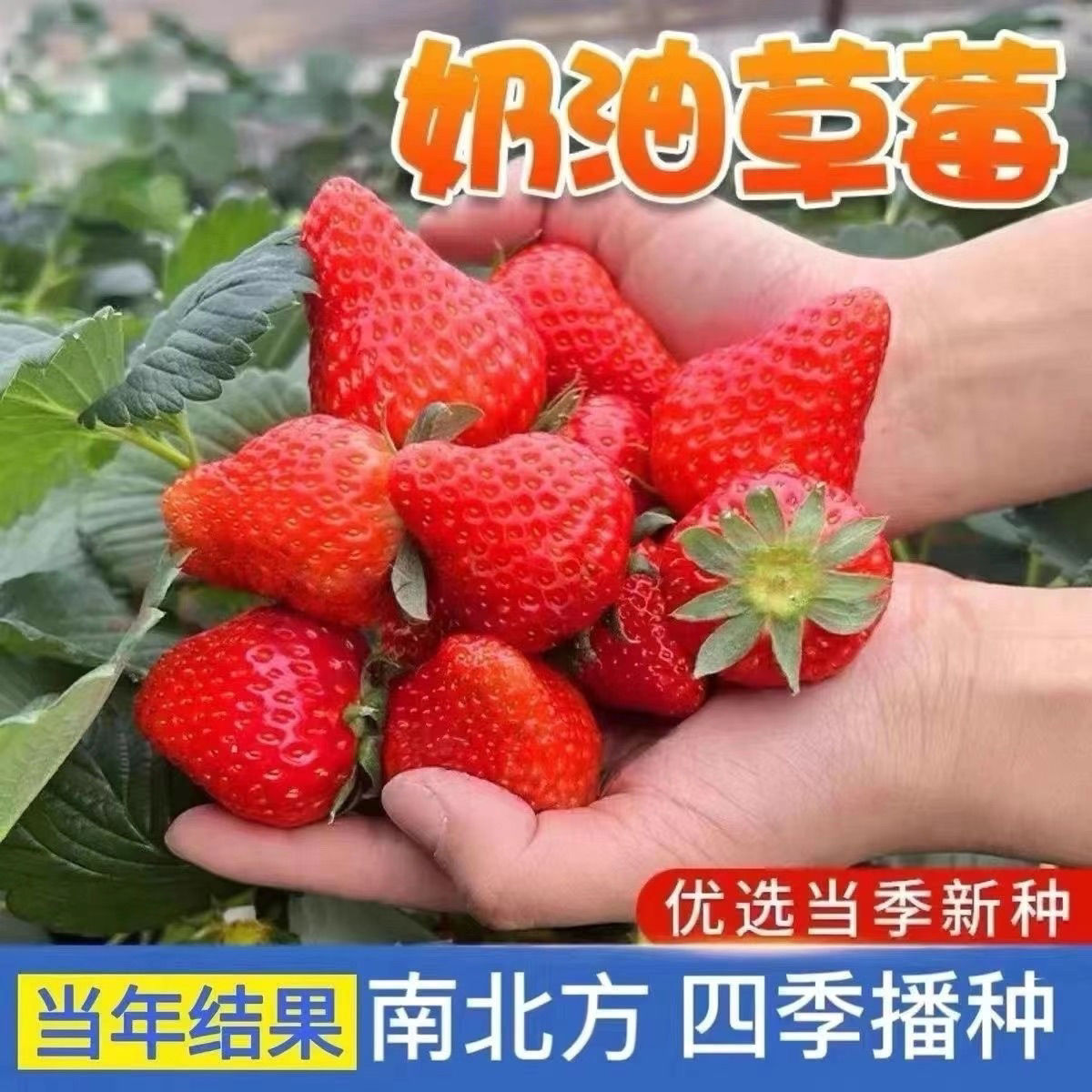【满5包包邮】四季奶油食用香甜大果草莓新手易种阳台盆栽水果种子