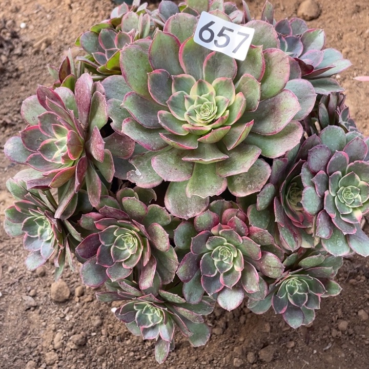 无花朵657粉花妖对肉植物