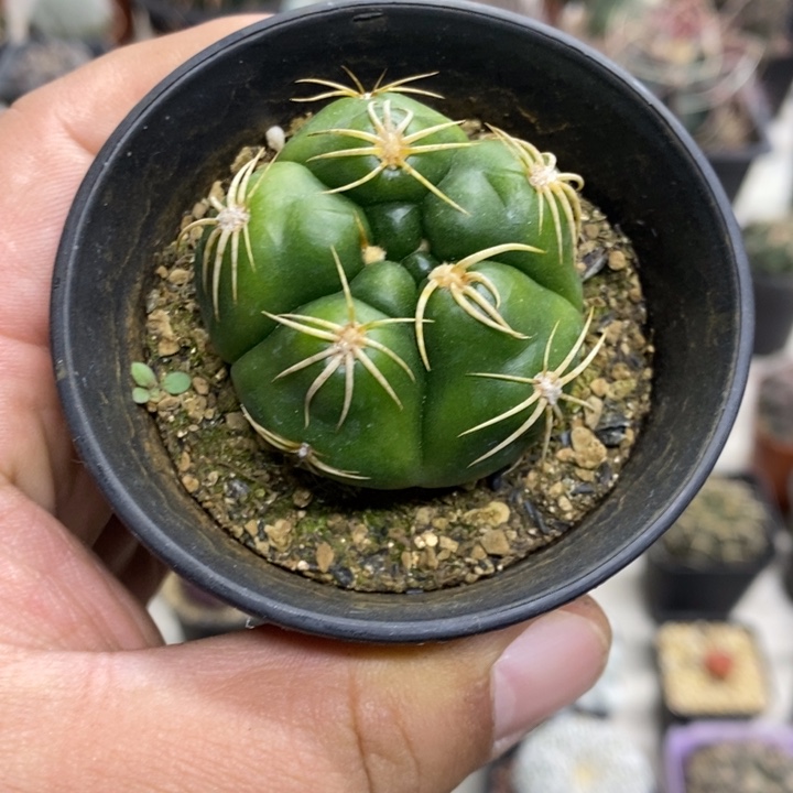 实生五棱高木海王特价2