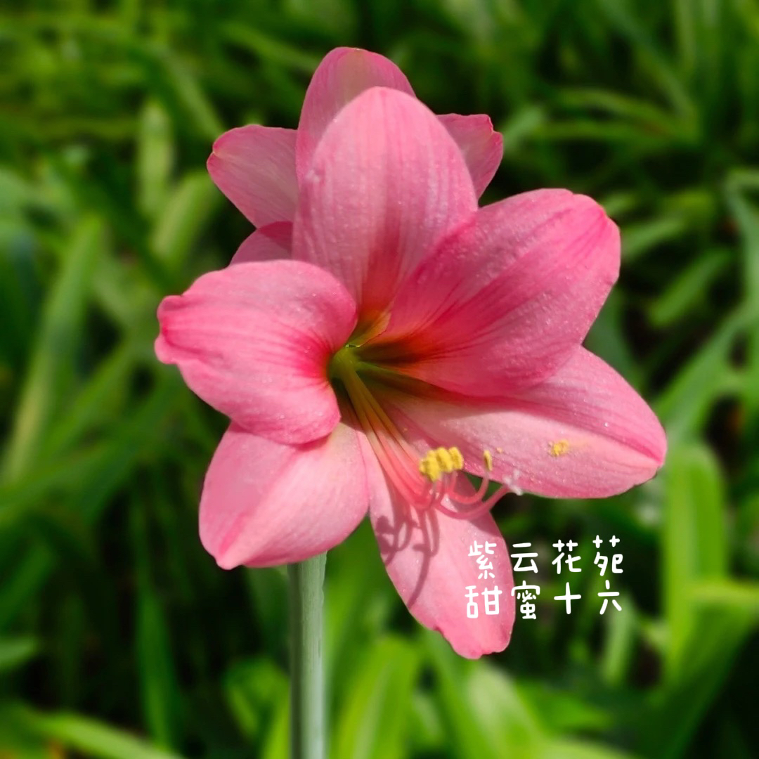 【荷兰朱】现货包邮 甜蜜十六/超级黛丝 朱顶红种球