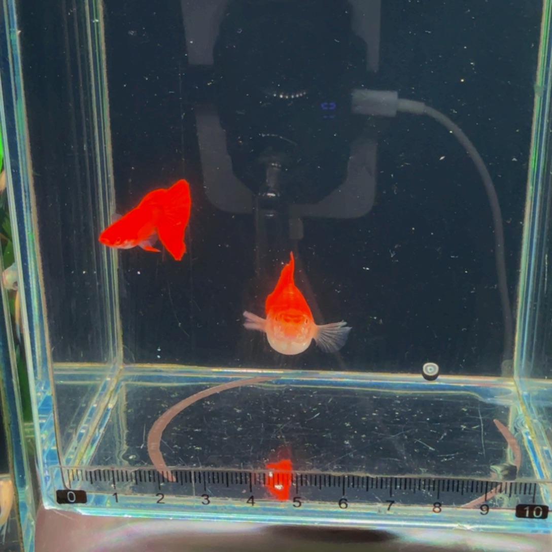 孔雀鱼紫麟通背大背血红1对