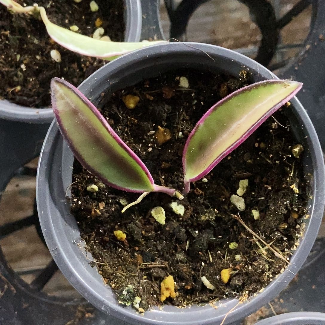 完全开放冰糖外锦25