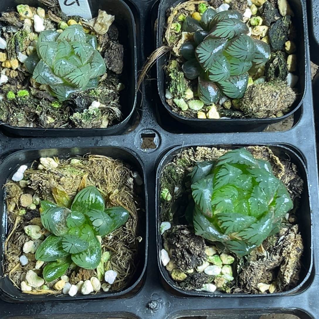 21福利4颗包邮头家多肉十二卷