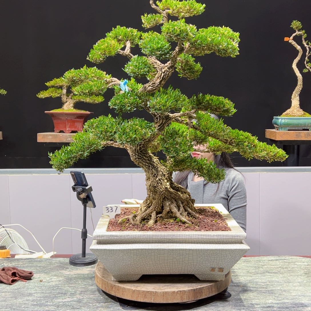 四季常青老桩黄杨盆景