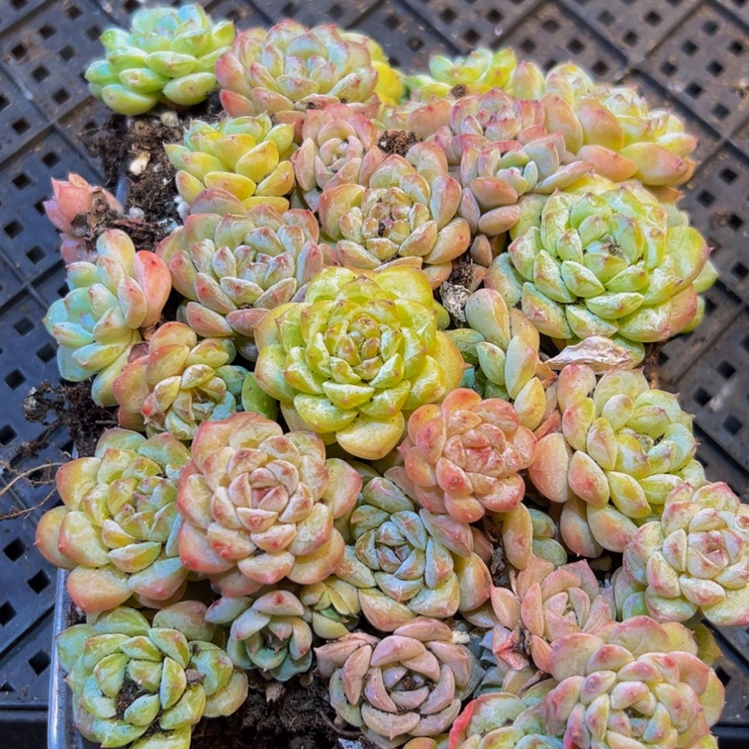 639大热的小伙伴们