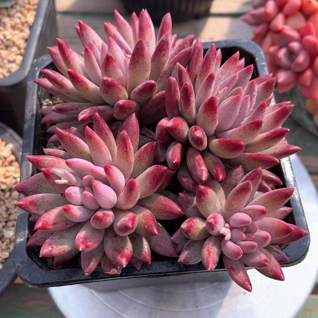 虞美人潜力股多肉植物