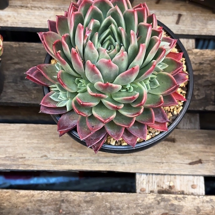 多肉植物，东云杂交