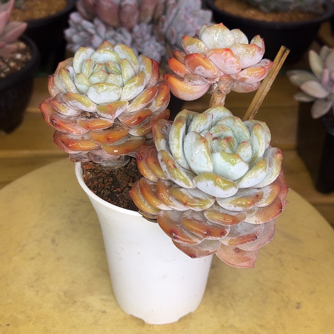 29石榴籽。  多肉。