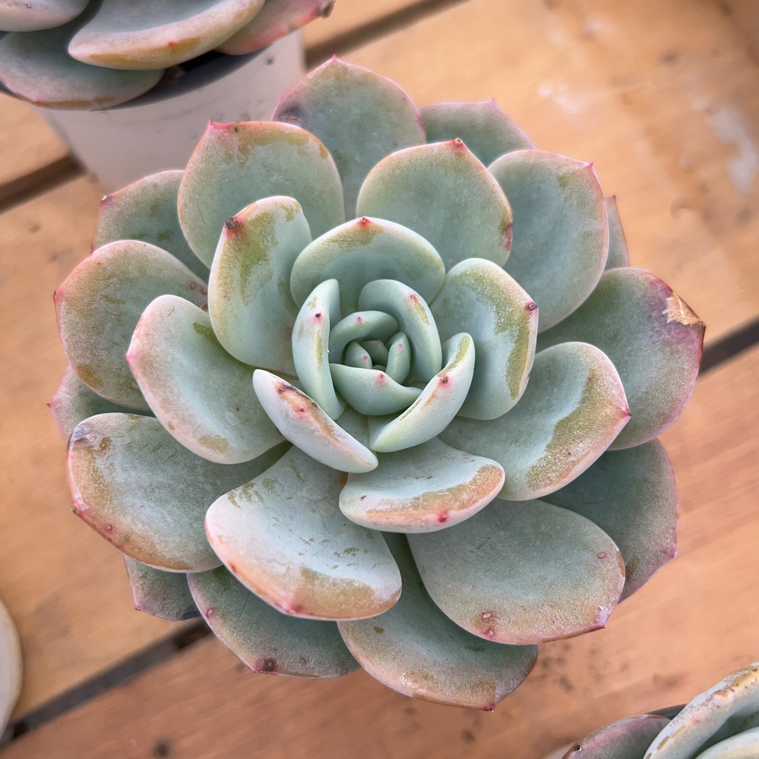 凤橙多肉植物    全场满16.8包邮，实物以直播展示为准