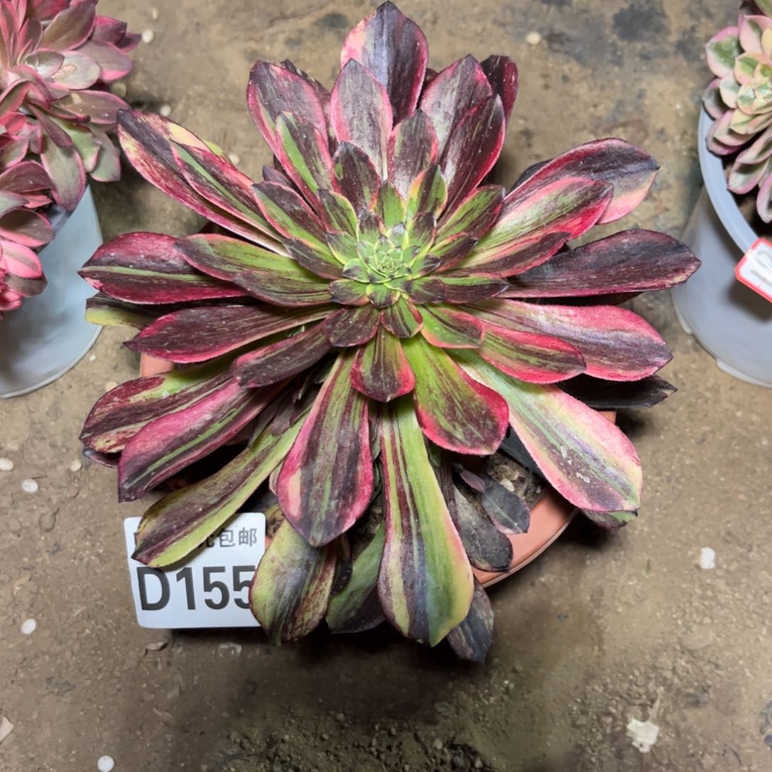 155多肉植物莫兰迪