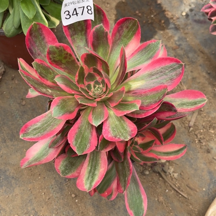 妖月多肉有晒伤3478