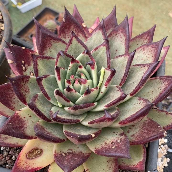 D888- 有伤福利 乌木倒钩勾