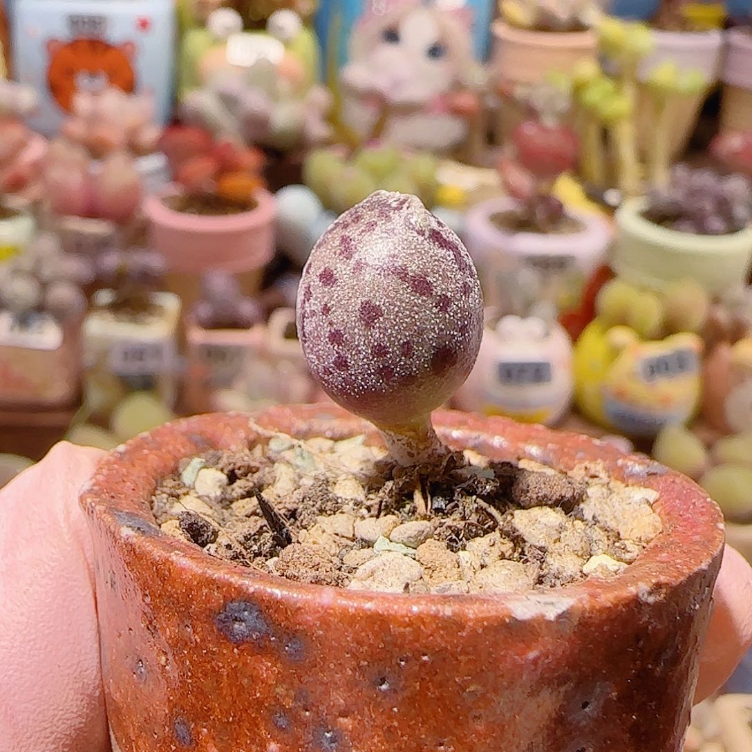 T达摩白丸盆口2.5cm