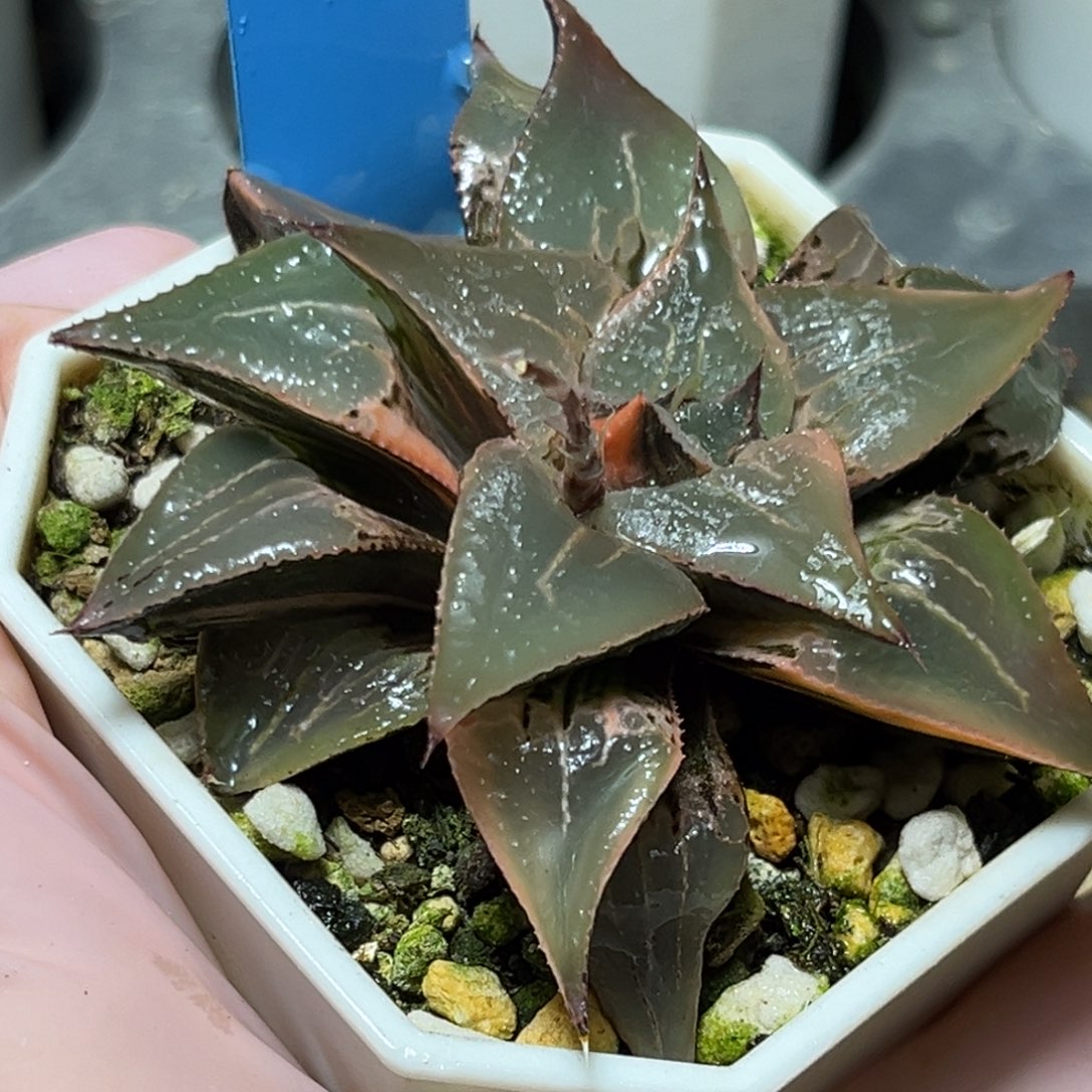 恭喜发财大吉大利646