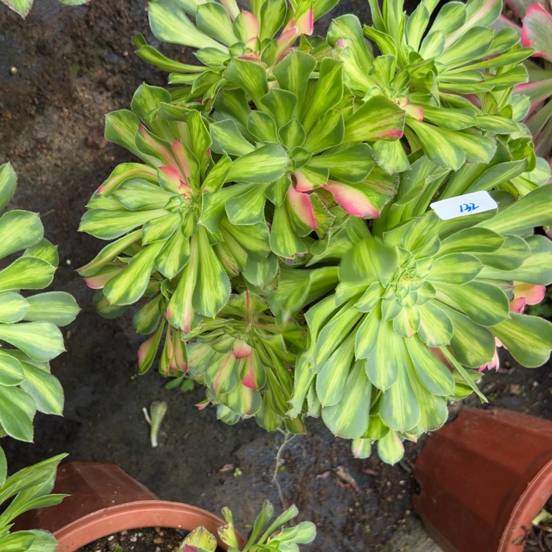 132知否多肉植物一