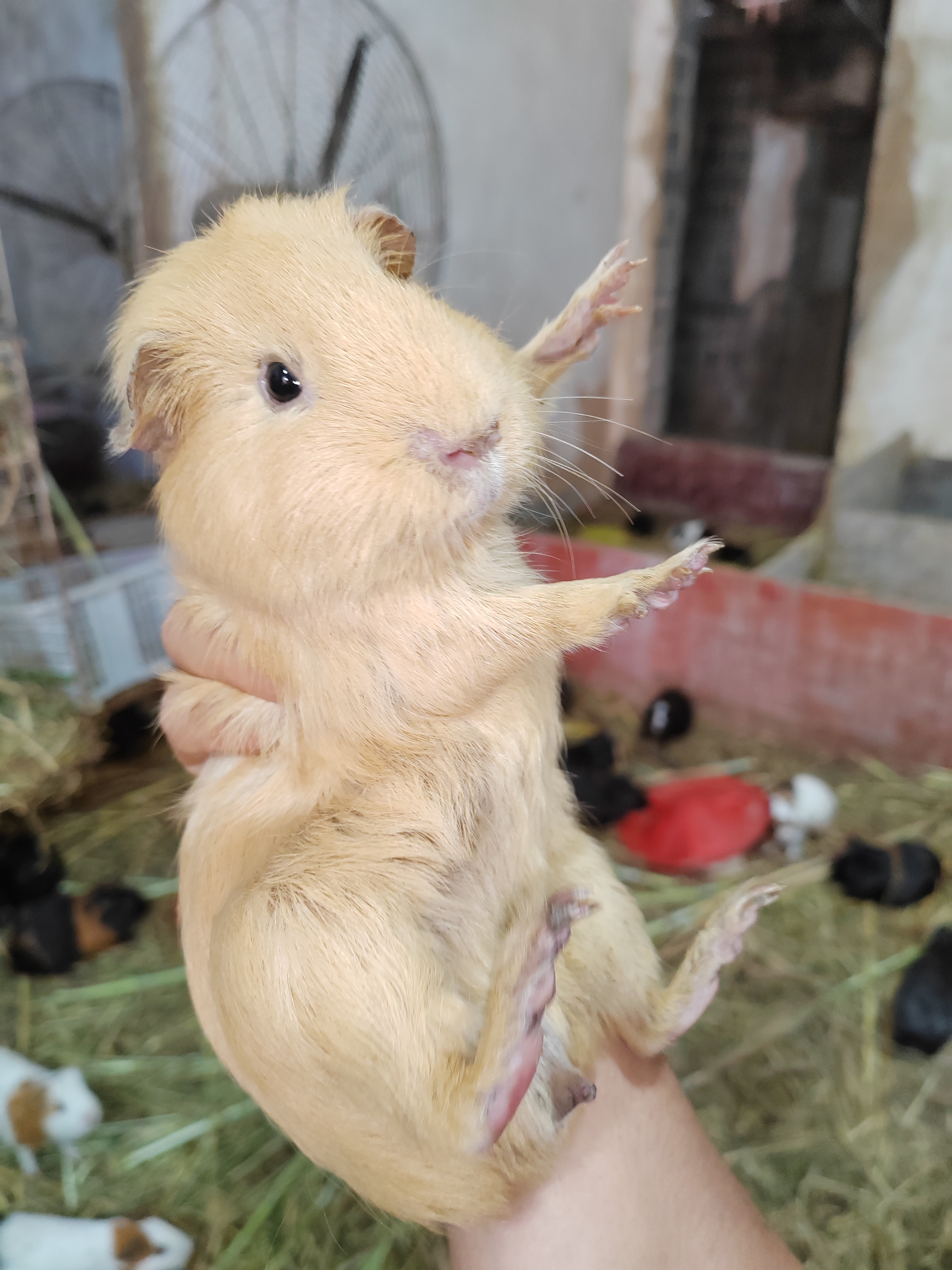 豚鼠天竺鼠活物荷兰猪