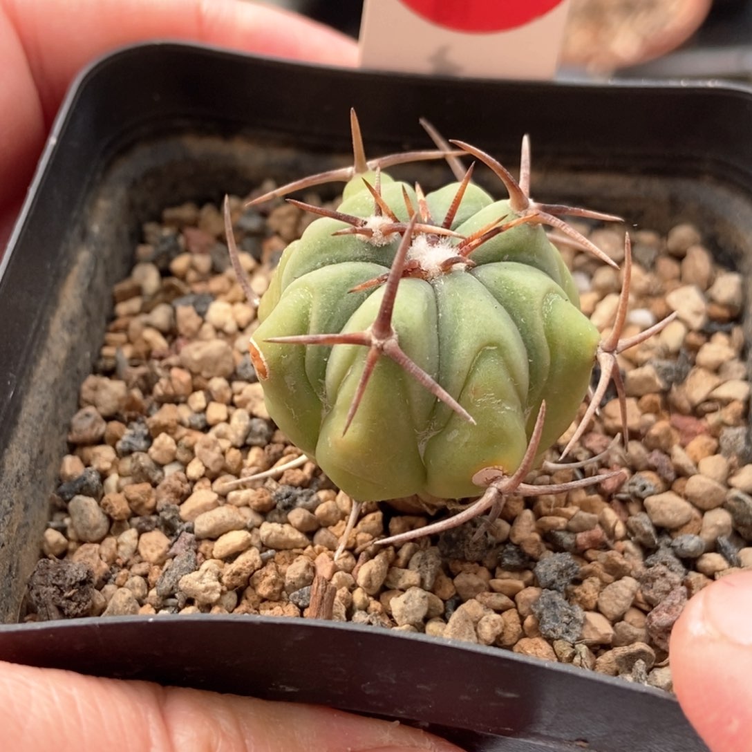 实生短黑刺花王丸平丸侧面有斑3.1cm