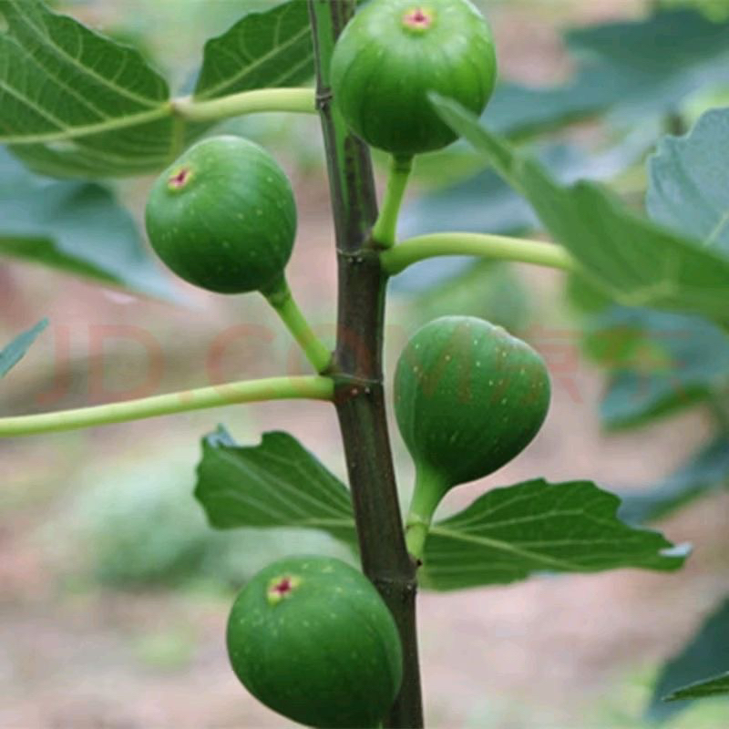 正宗无花果树苗南北方盆栽地栽种植摘叶带果发货