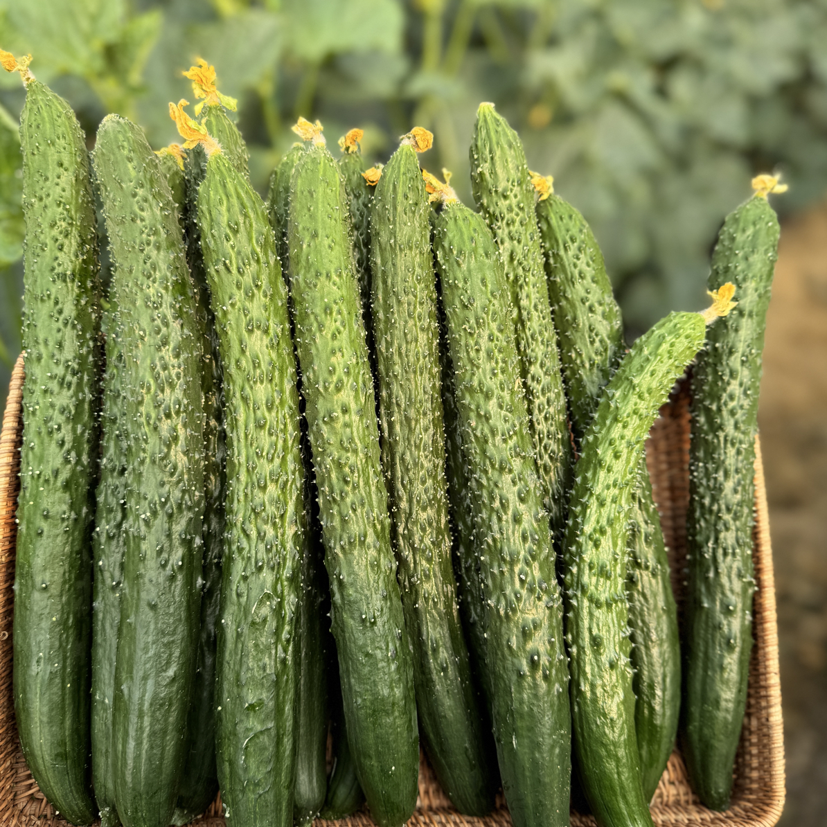 【众旺农场】津脆 黄瓜拍3斤发4斤黄瓜 新鲜采摘 顺丰包邮