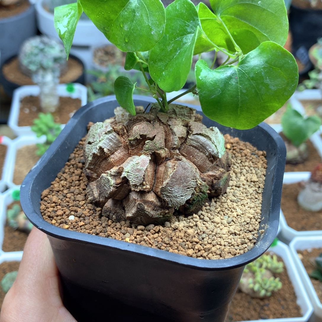 南非龟甲龙带盆4.5cm