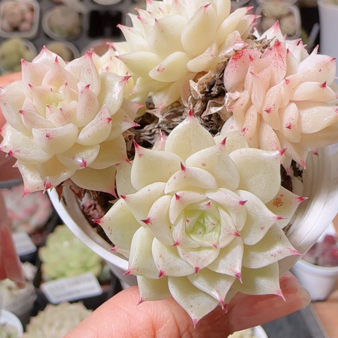 花语多肉1210-122散