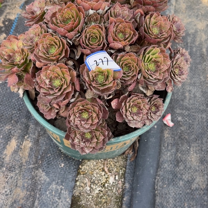 277红魔多肉植物法师