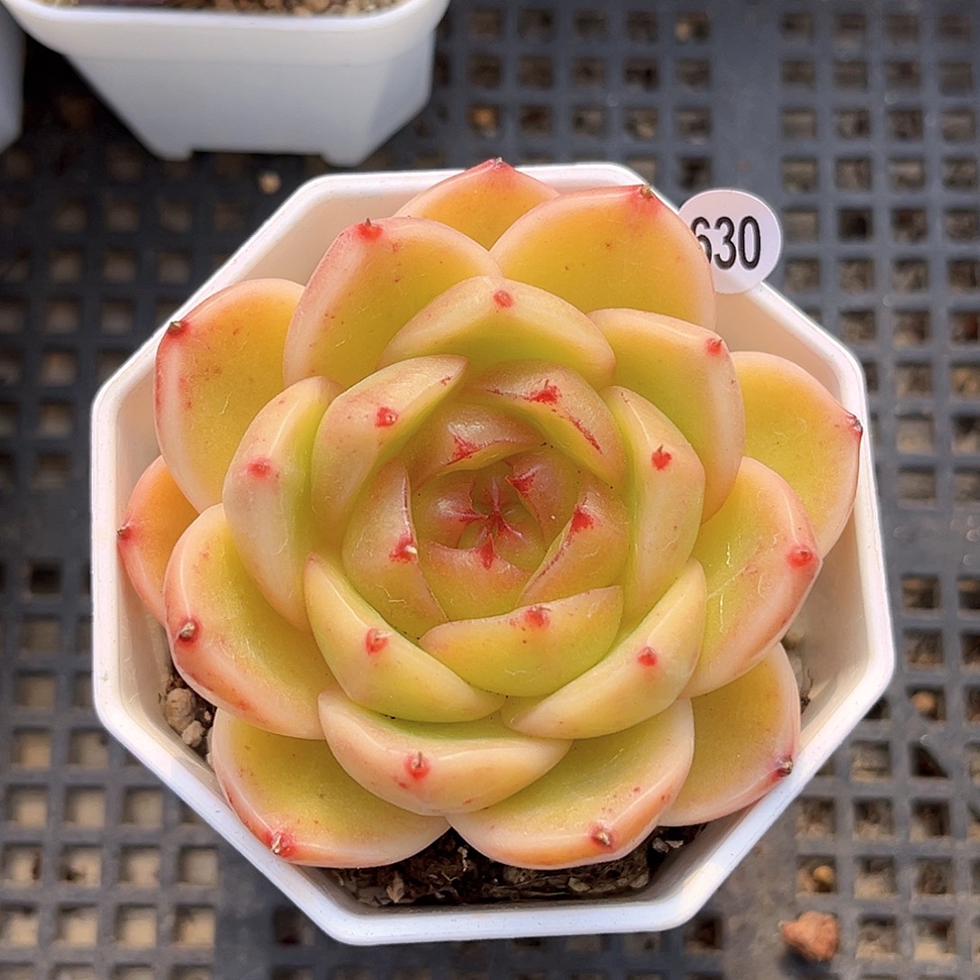 630  蜜蜡糖珍妮多肉