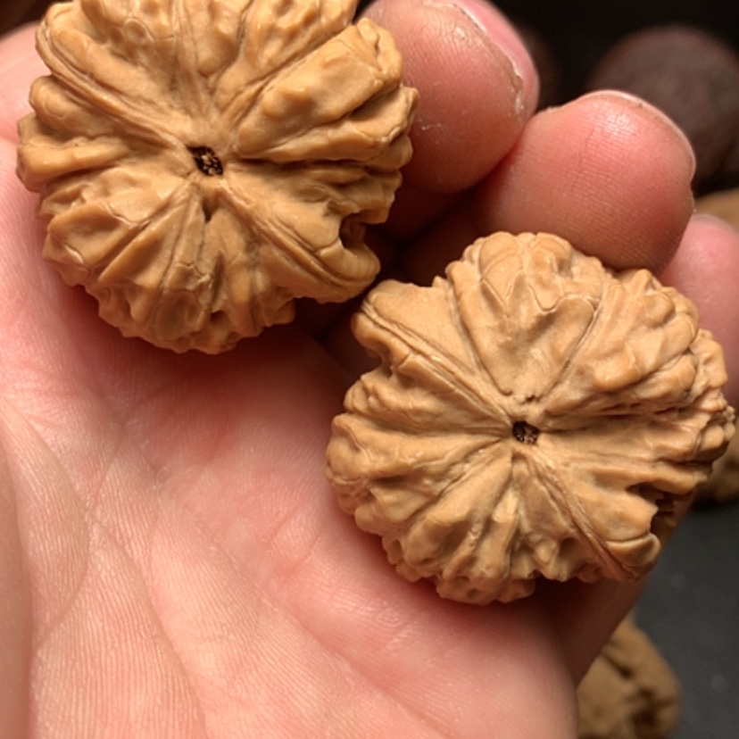 【闪购商品】喵*～龙鼎狮