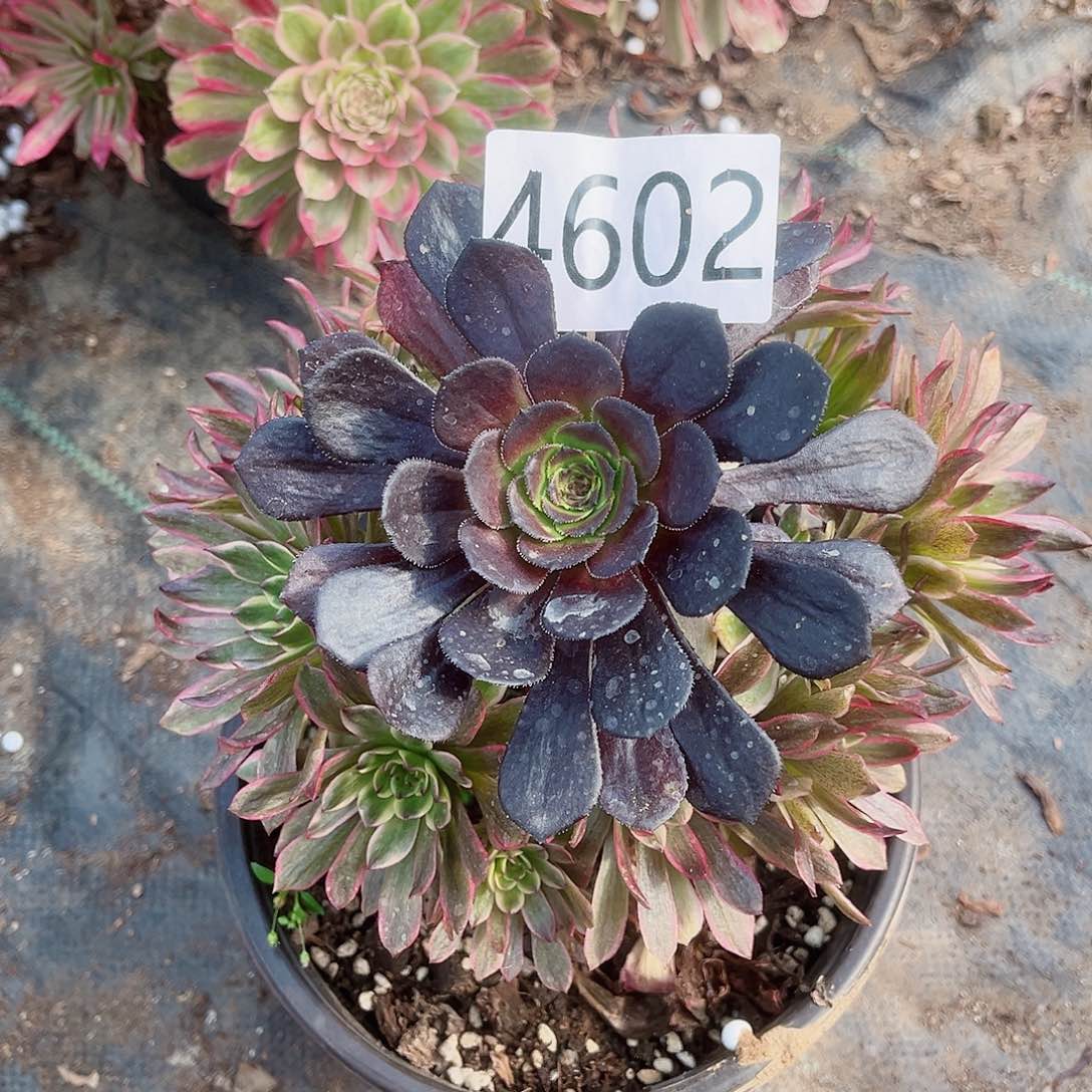 4602凌波仙子多肉植物