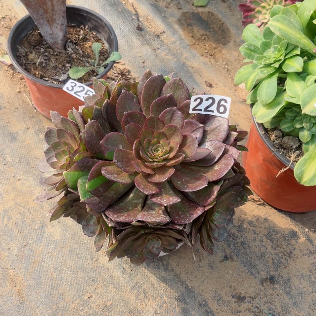 226花无缺多肉植物