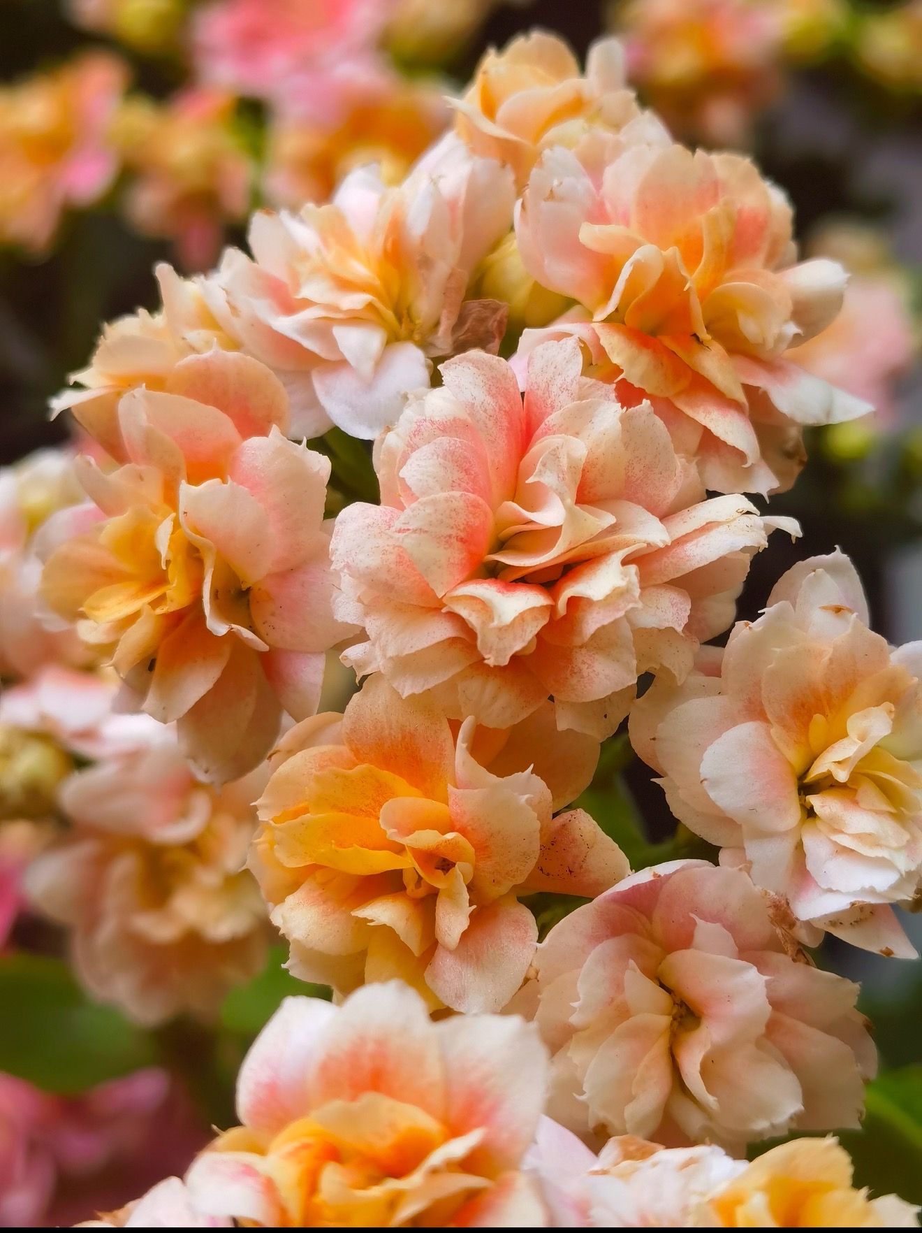 【玉婉纱】120长寿花（拍够两单起发！）