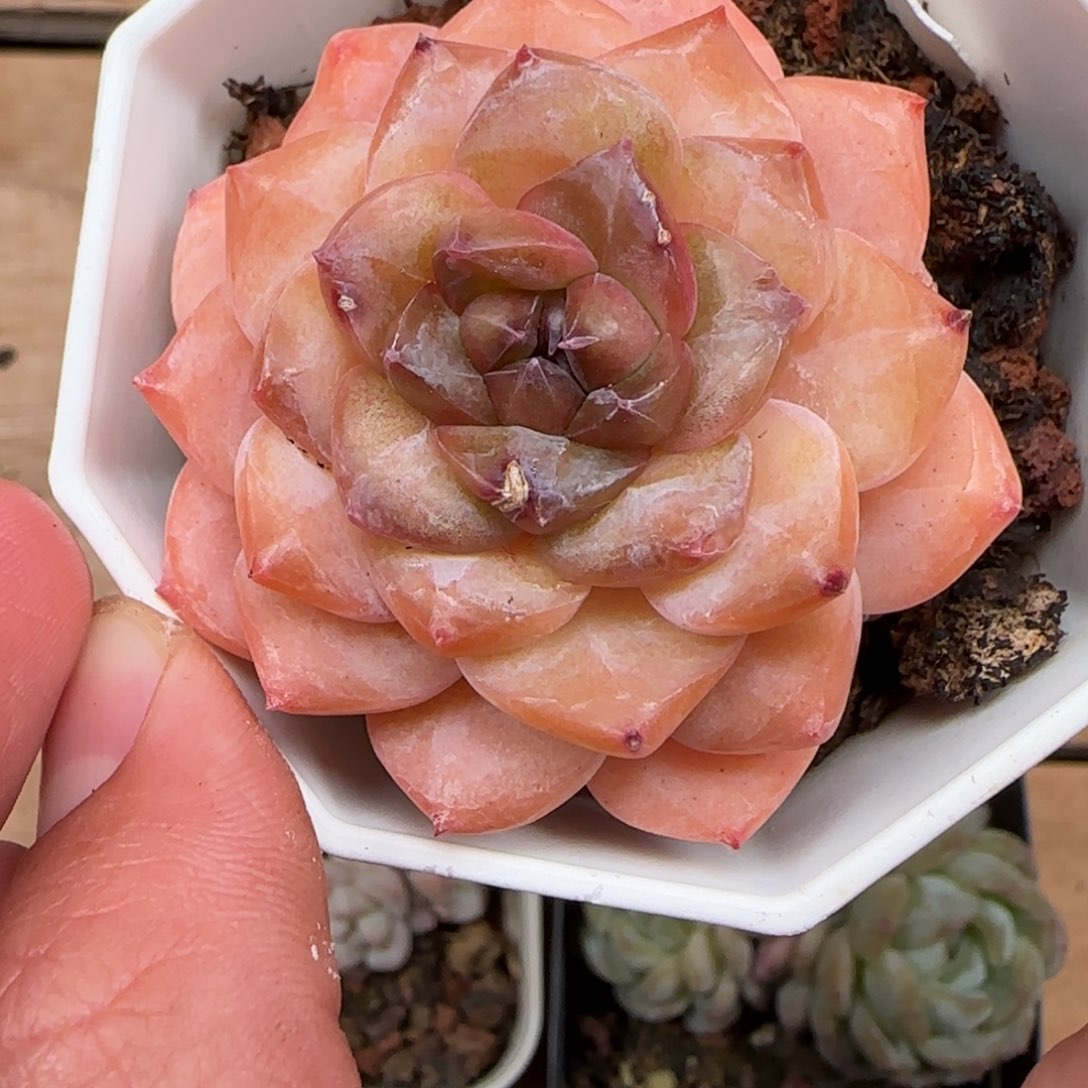 一物一拍麦秆珍妮08241