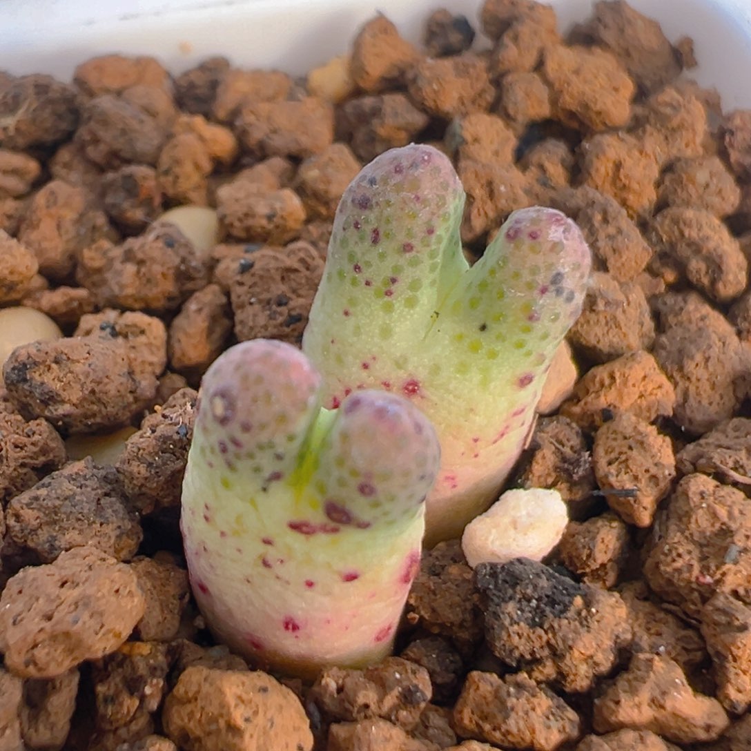 22多肉植物百科知识