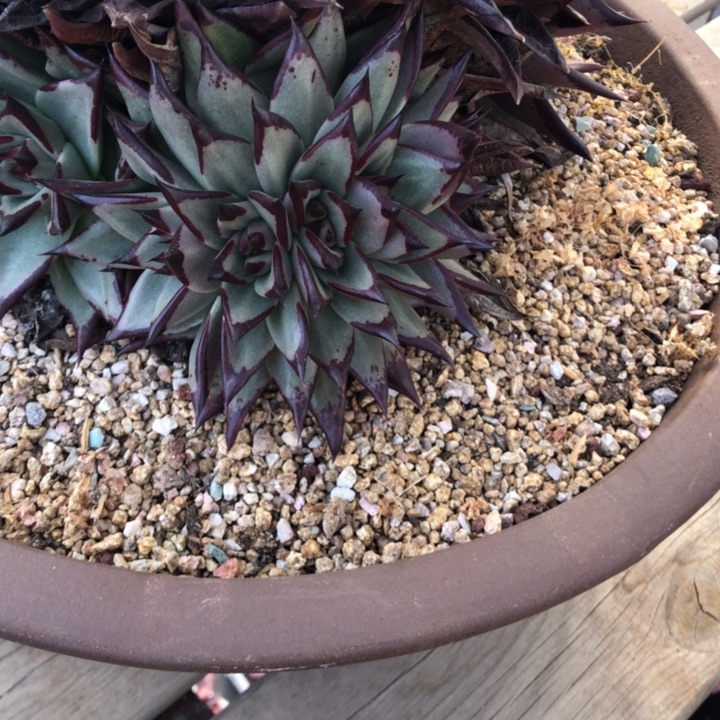 一字缀朵开5头群身000000010