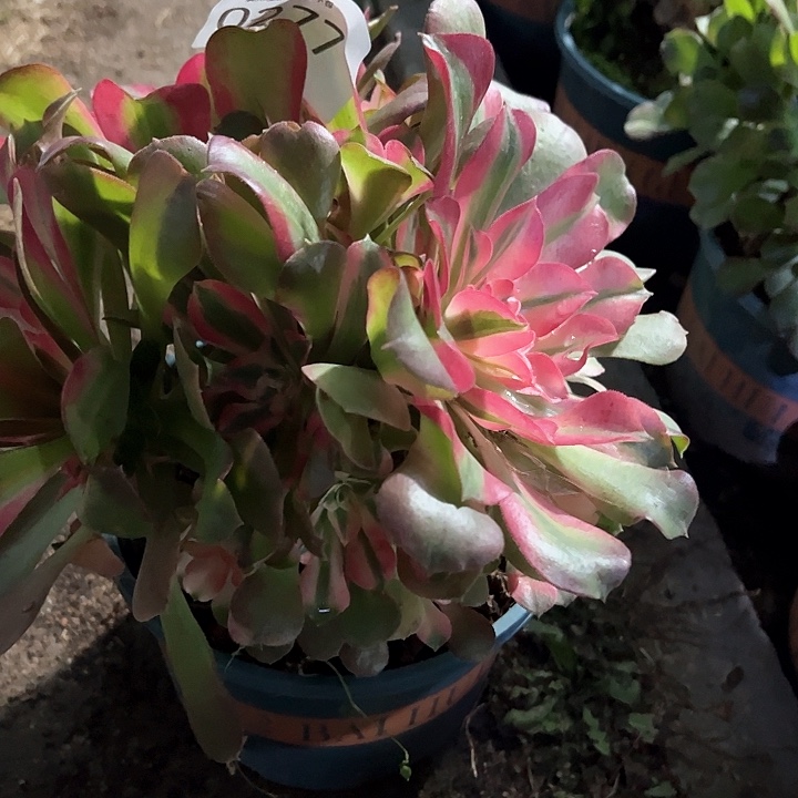 0277香妃多肉植物