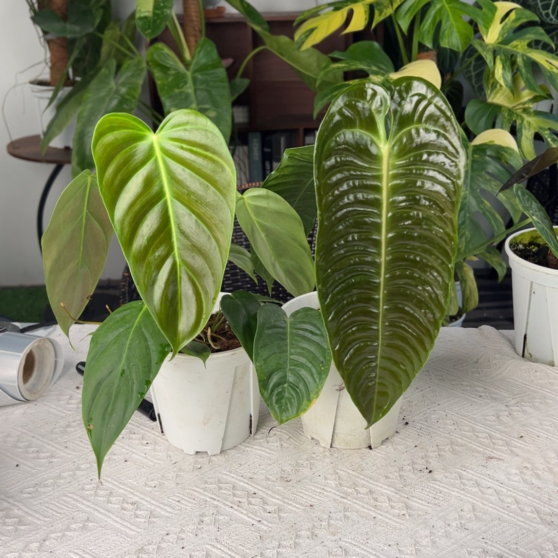 完全开放极密火鹤王叶长30➕Pe叶长20