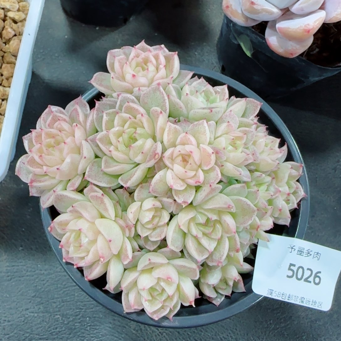 麦秆群，5026带盆发不包整