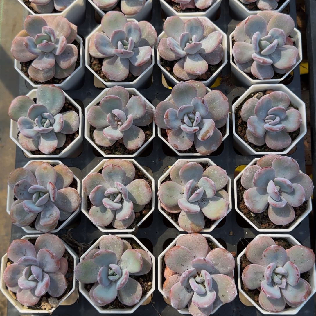3颗圆叶奶茶7方特价