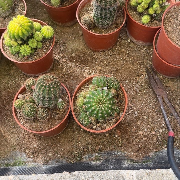 来***-无花朵丽花哈哈哈哈哈哈哈哈