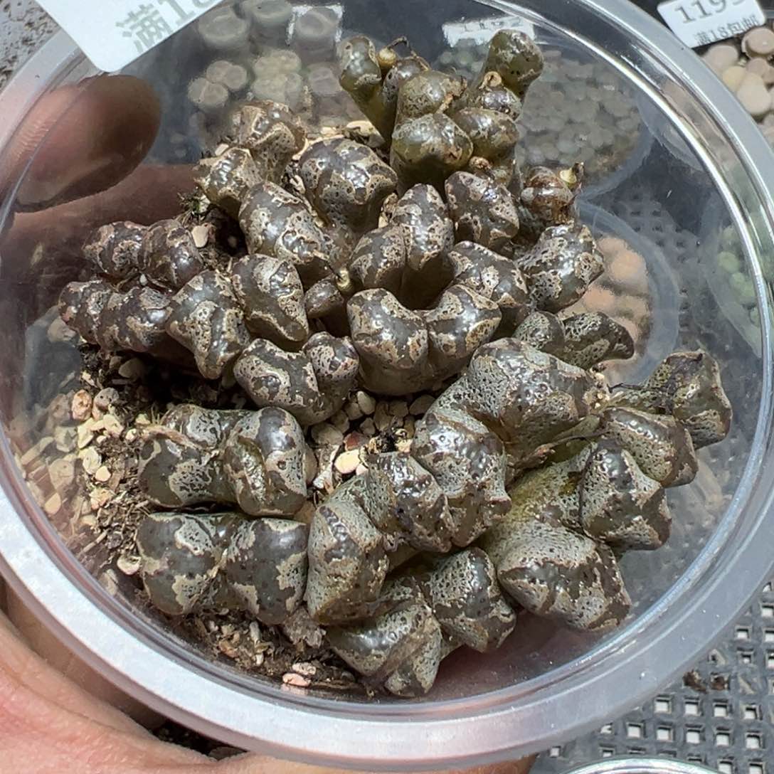 【闪购商品】 1198。    