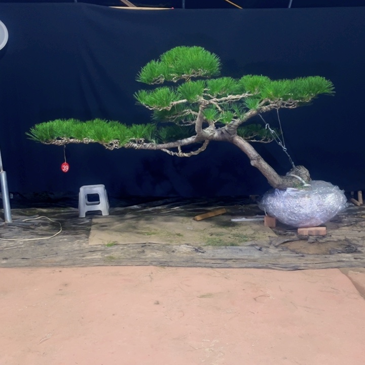 笑***光完全开放黑松盆景庭院盆景