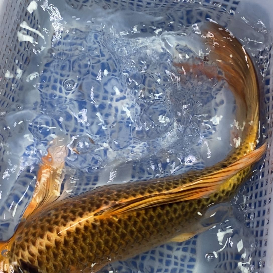 锦鲤冷水锦鲤包邮