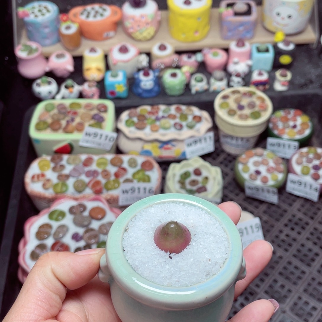 w9120 -零下地区拍保温箱-15支持寄养