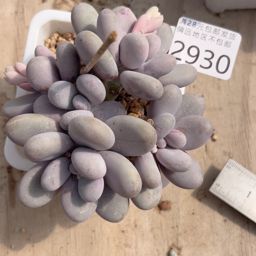 大2930，b c b v b n n n