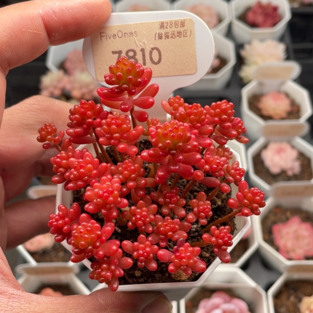 浆果7810不包整8厘米