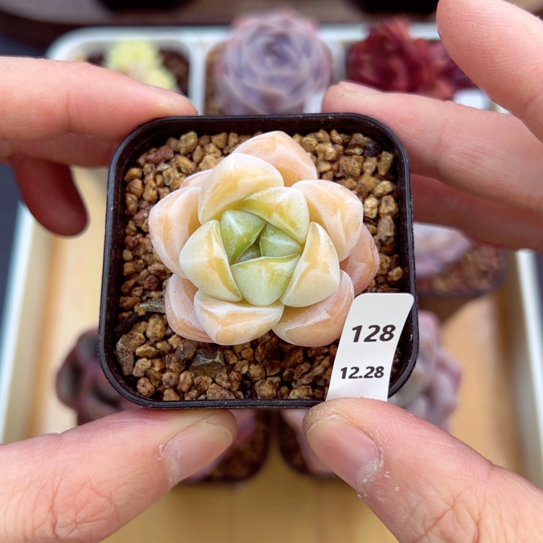 好好看128、哈哈哈哈