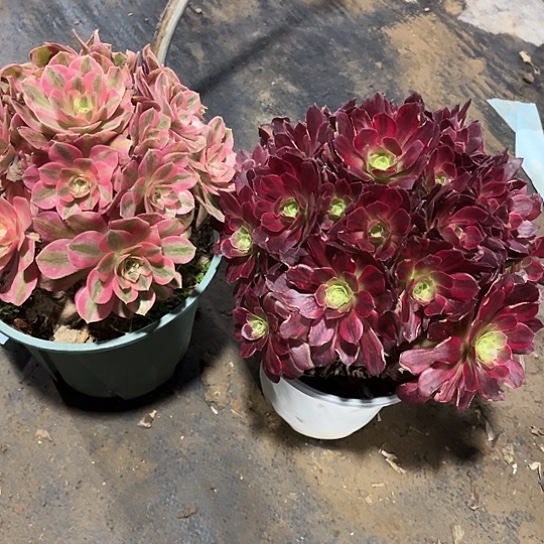 多肉植物组合103